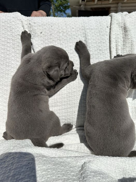 Cane Corso, хлопчик, ім’я Грей, вік 1 місяць
