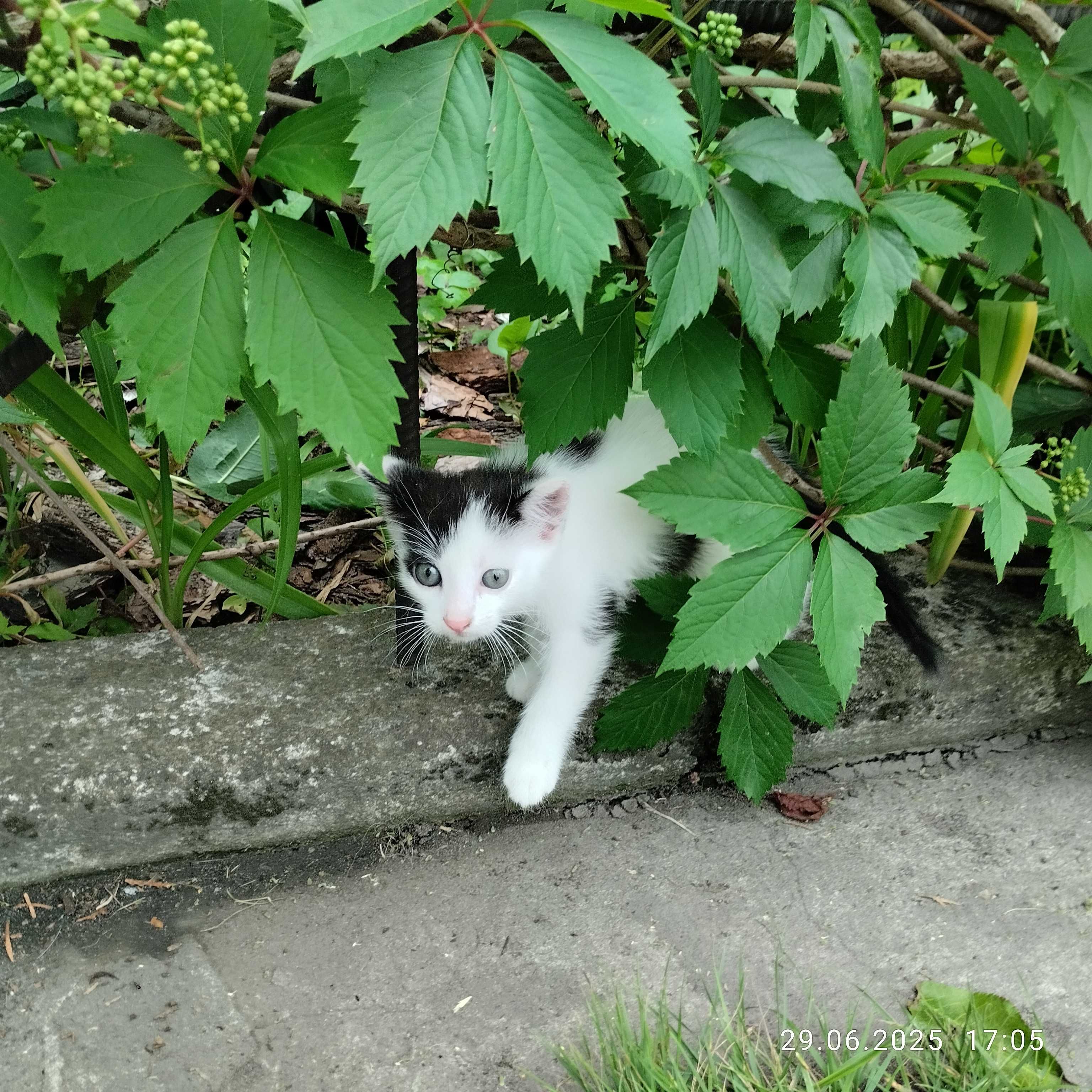 Kotek do adopcji
