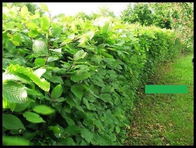 Grab pospolity na żywopłot sadzonki 70-100cm .