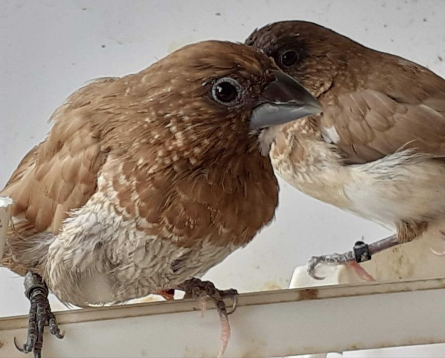 Bengalins 12 unidades