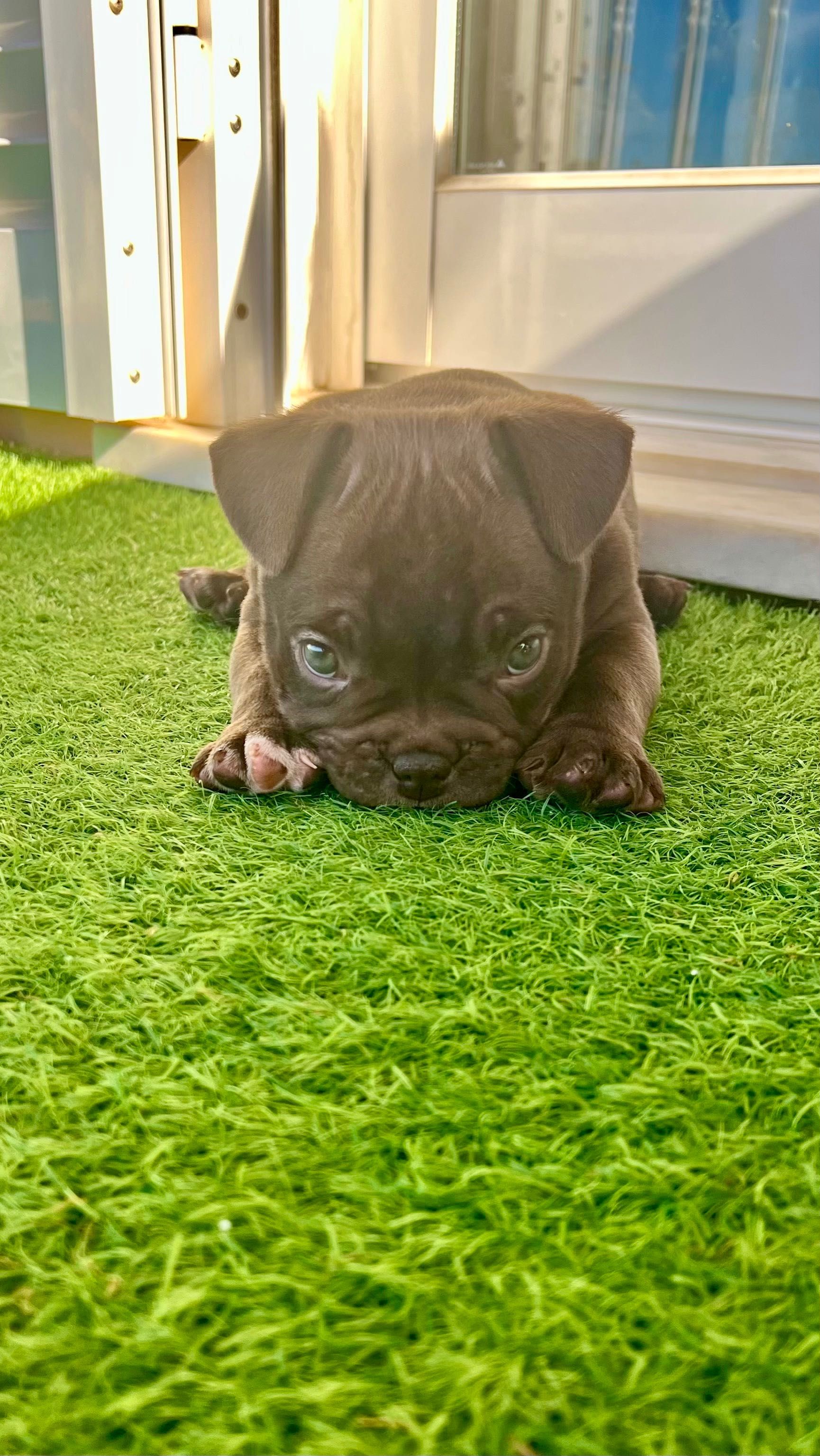 American Bully Micro Chocolate – Linhagem 2xCrow Importada