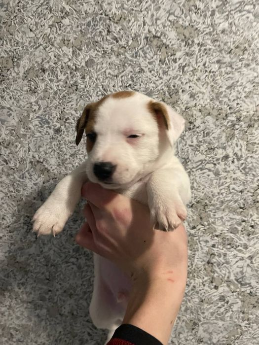 Продам Джек Рассел