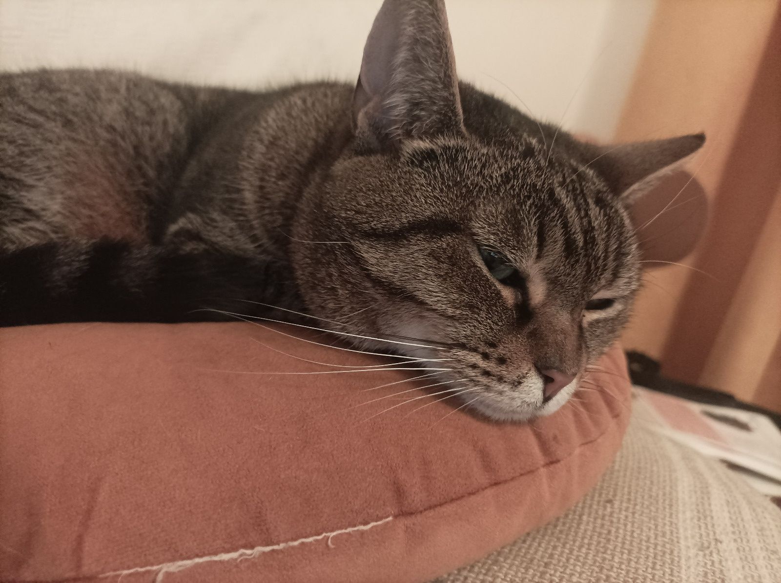 Pilne! Lusia traci dom! Kot do adopcji