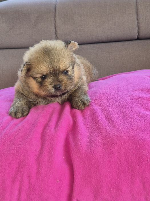 Szpic miniaturowy - odbior 1 GRUDZIEŃ