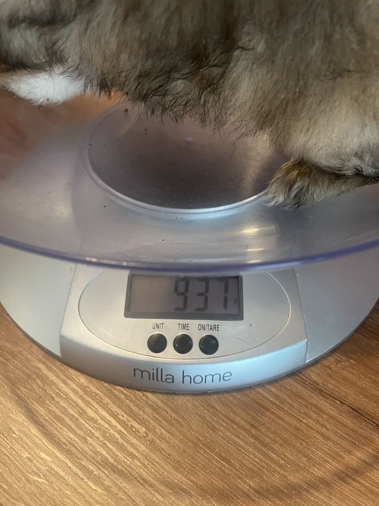 Pekińczyk z shih tzu suczka  cudna