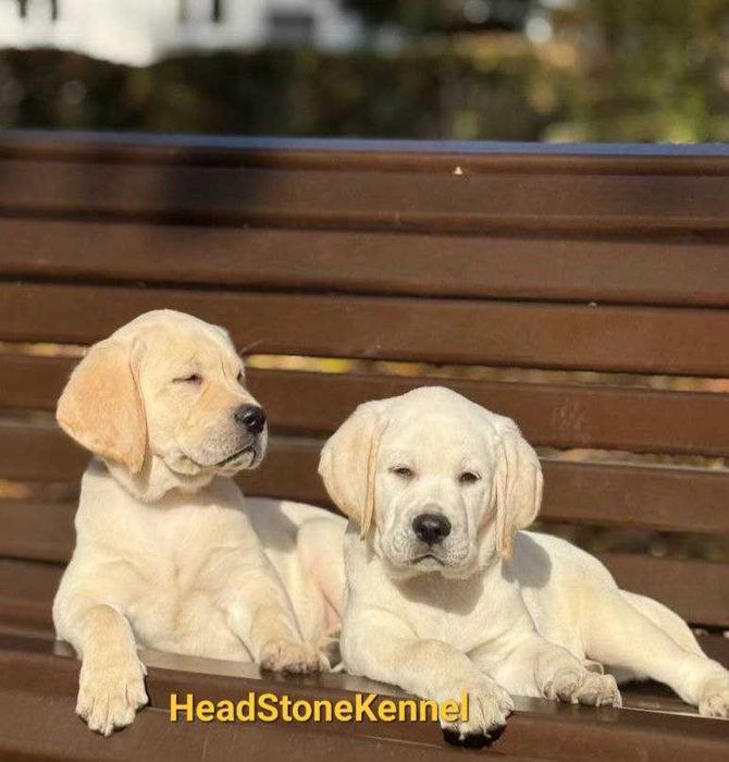 Лабрадор ретривер