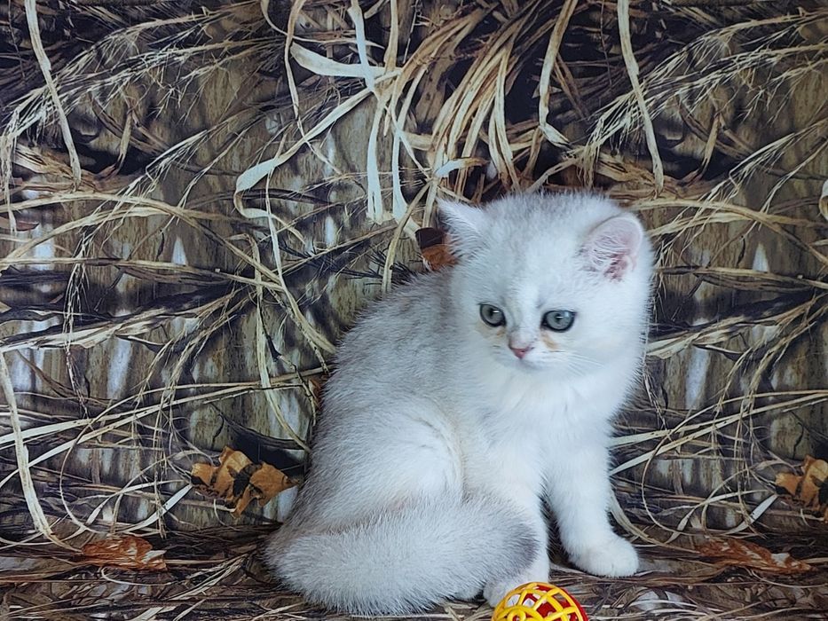 Срібна шиншилла котики