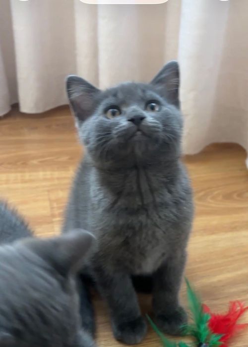 Британський котик.