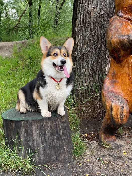 Коргі пемброк