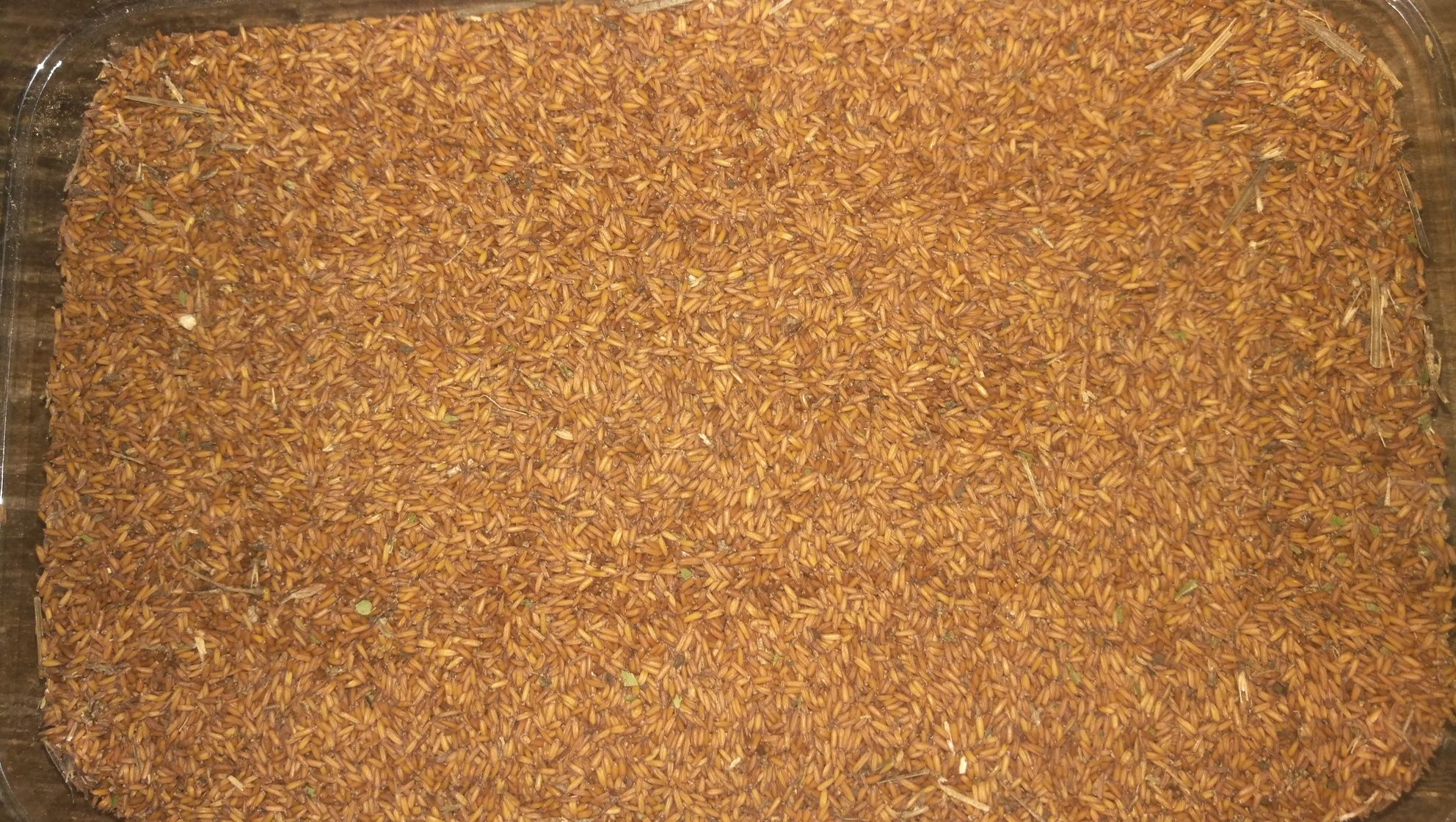 Stulisz miotłowy (roślina miododajna) werbesina, przegorzan