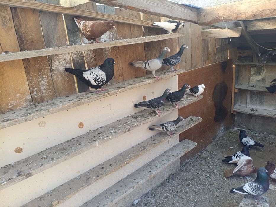 Sroczki / murzyny / rysie / listonosz