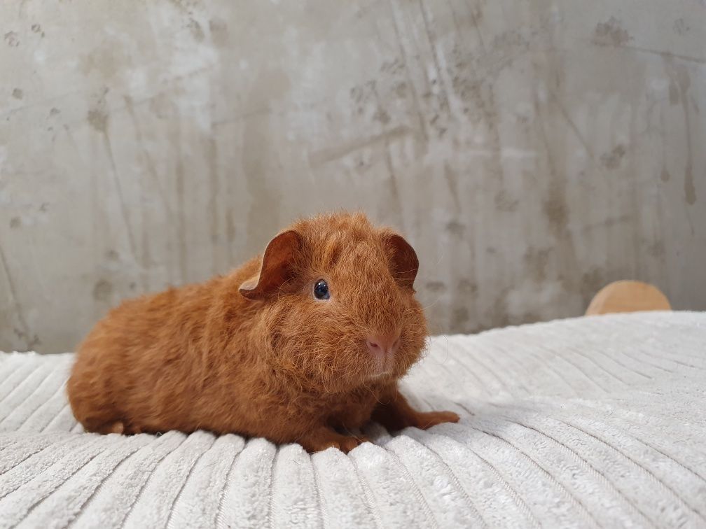 Świnka morska Us Teddy/ samiczka