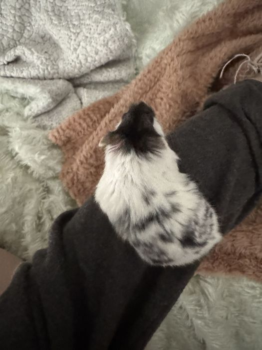 Chomik panda do oddania