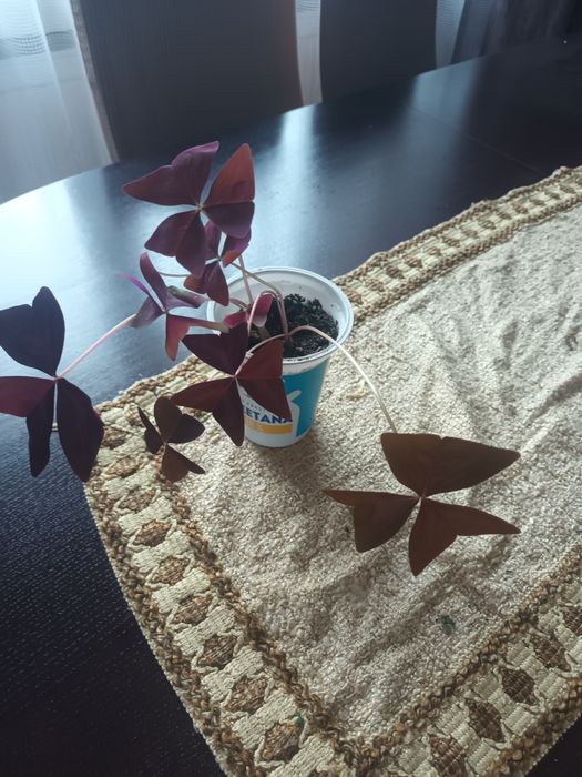 Kończynka piękny kwiatek domowy, wysyłka olx