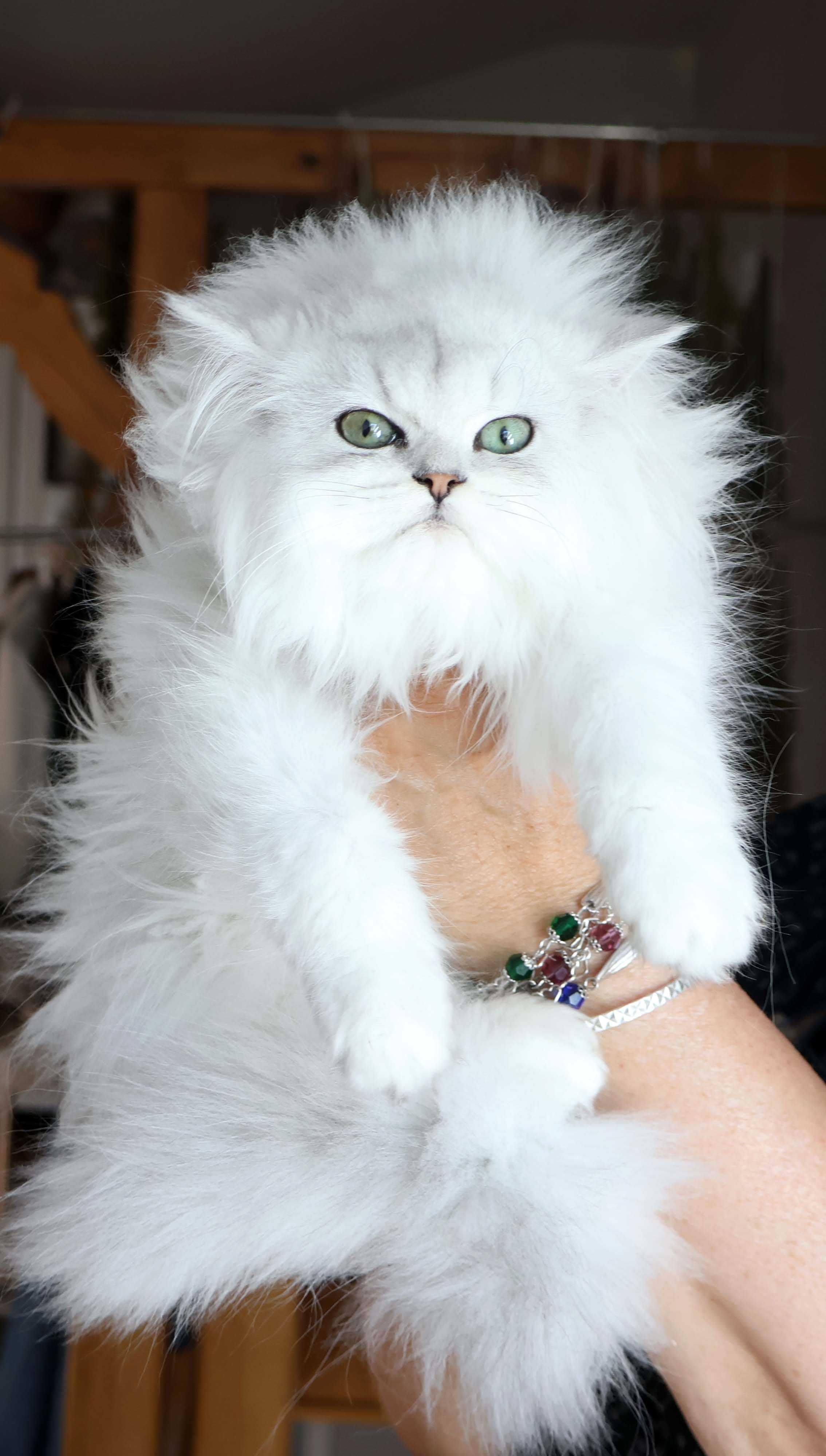 Mały lew selkirk rex