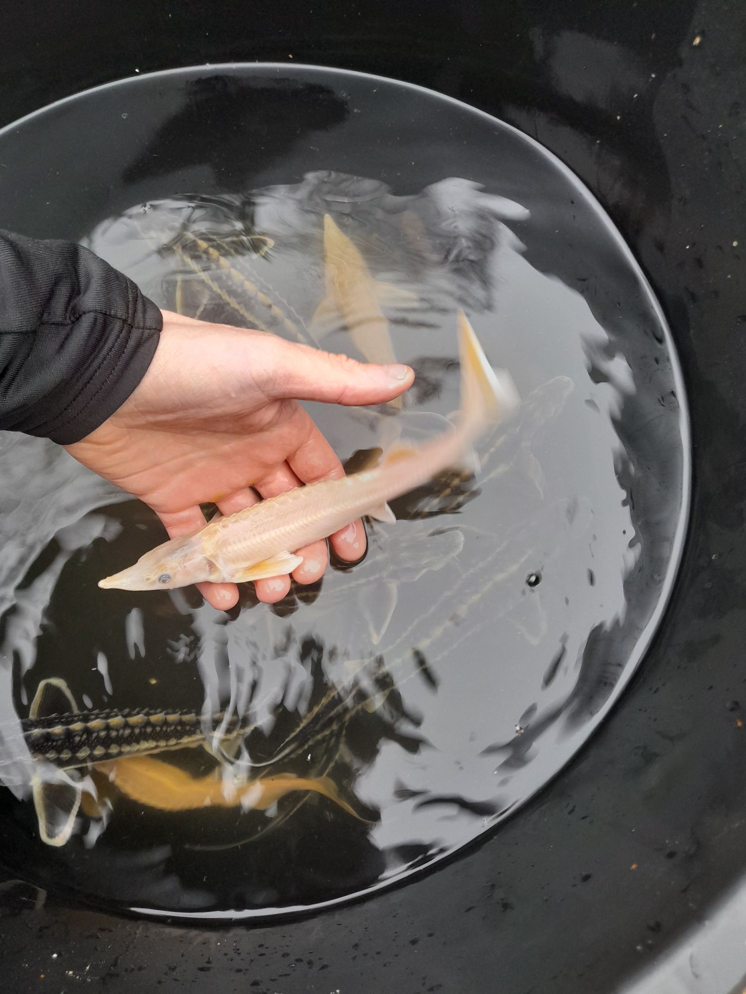 Narybek Jesiotra Albinos, Karaś koi, Karp koi ,Szczupak, Karp,