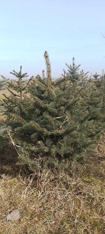 Sprzedam świerki