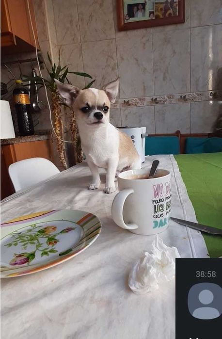 Chihuahua  mini toy, nao cresce mais