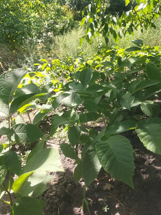 Саженцы ореха грецкого годичные сорт Пещанский