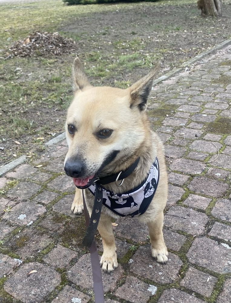Piesek 3 letni do adopcji