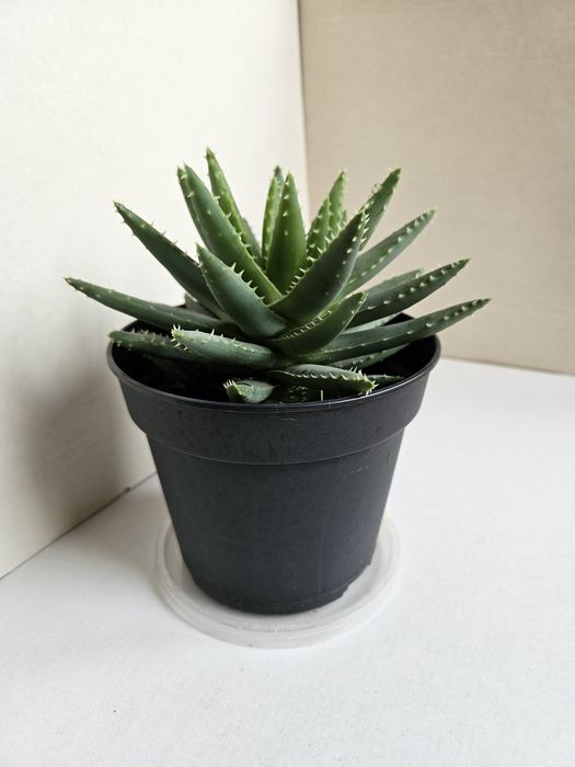 Planta Aloe brevifolia Vaso 13 cm