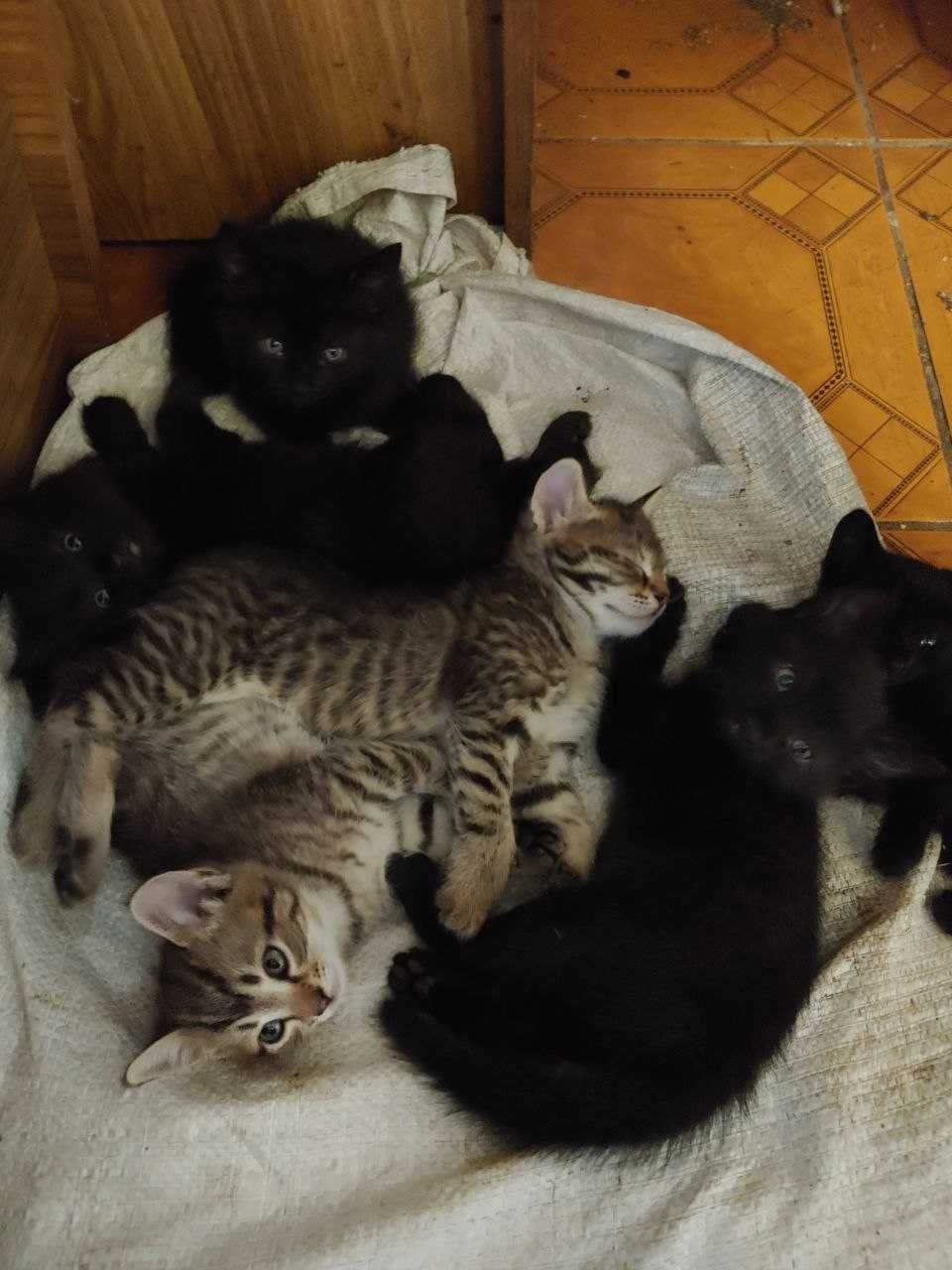 Котиків у добрі руки ! Лозова !