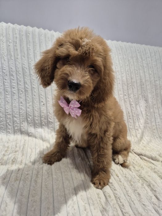 Goldendoodle f1 standard