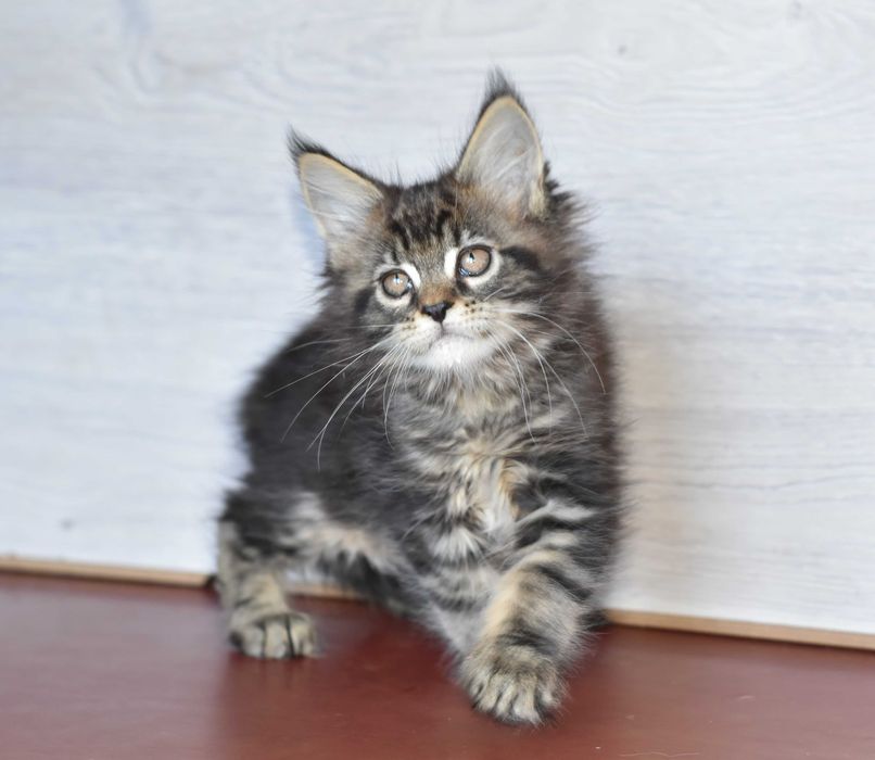 Мальчик черный мрамор и девочка черный дым мейн куны