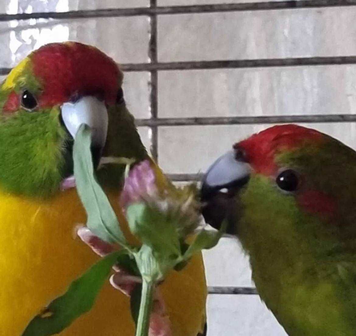 Какарики та Корелли - ідеальні домашні папуги