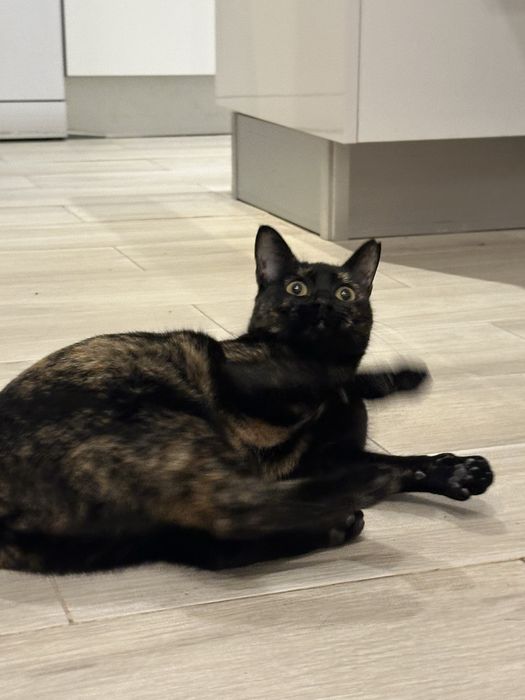 Gatinha tricolor Francisca para adoção responsavel