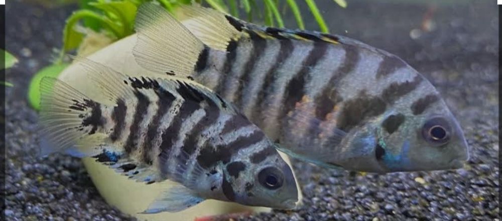 Чернополосая Цихлазома