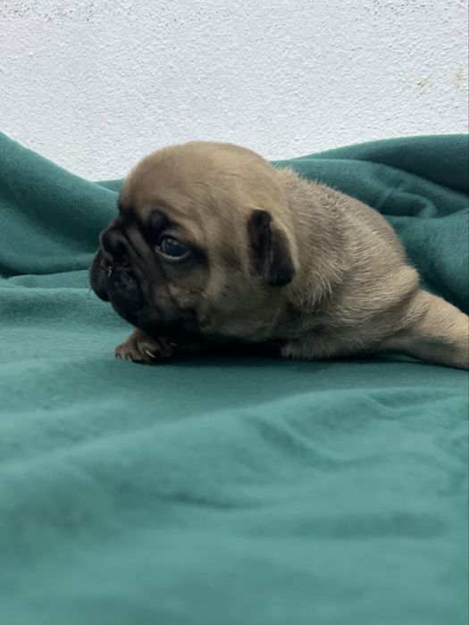 Bulldog frances Menino