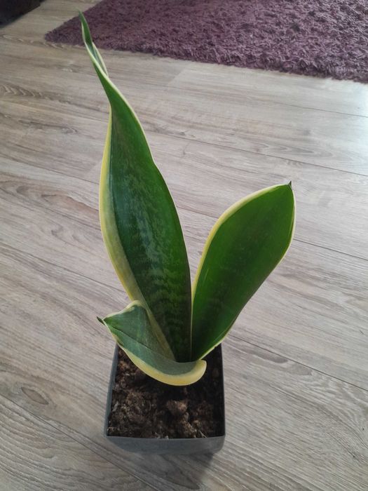 Sansewieria gwinejska zwana Językami teściowej