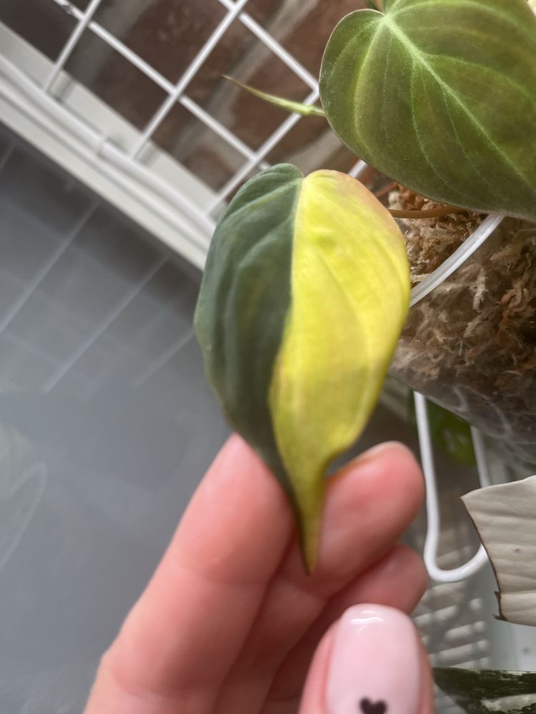 Philodendron Micans Variegata - Warszawa
