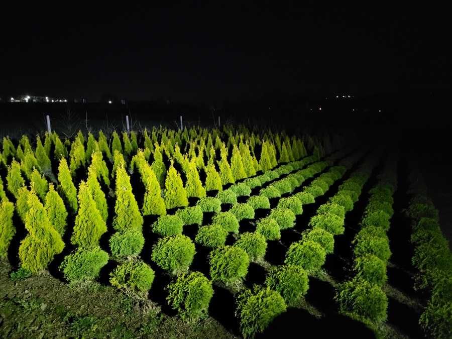 Tuja thuja Danica piękna naturalnie rosnąca kula śr 35-40cm transport