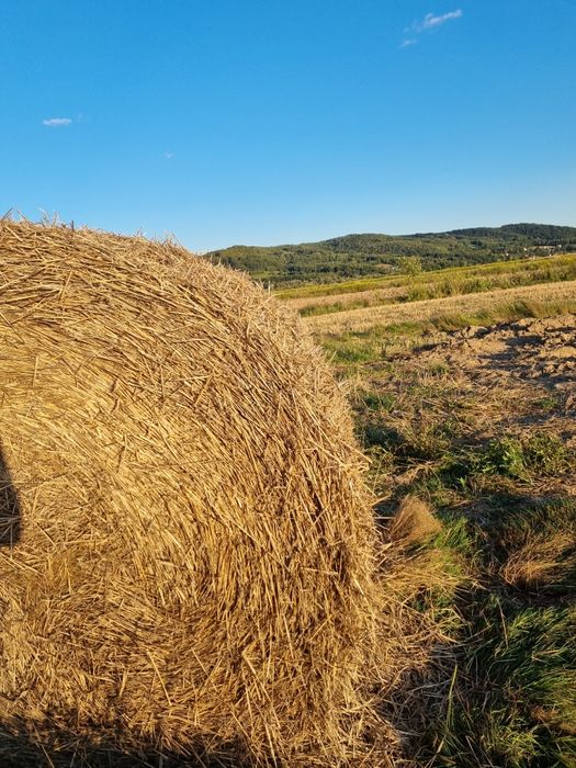 Słoma ściółka tegoroczna  pszenna 180cm sucha