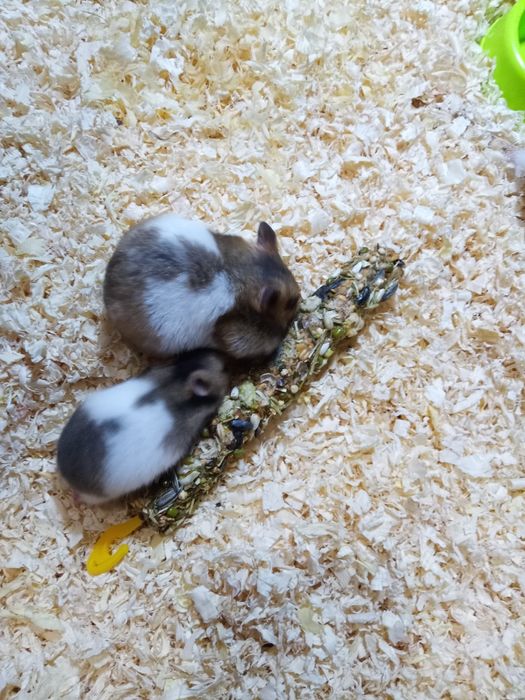 Młode chomiki syryjskie