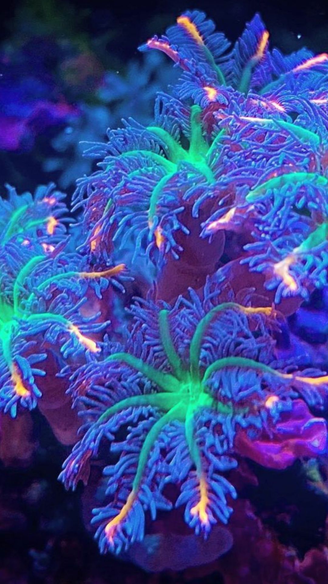 Clavularia papaya