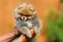 Szpic Miniaturowy Pomeranian - piesek