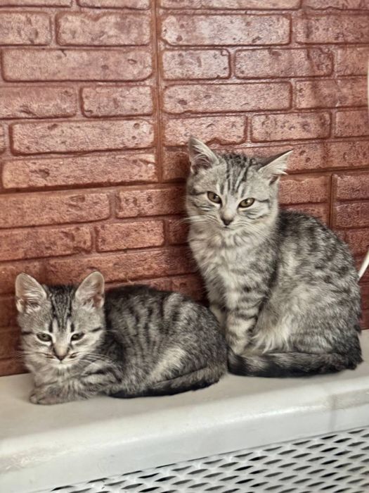 Віддам кошенят в добрі руки