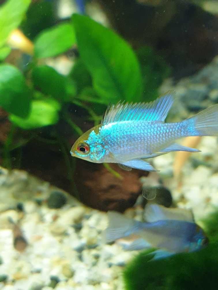 Pielęgniczka Ramireza blue; Sklep akwarystyczny AKWAREKS