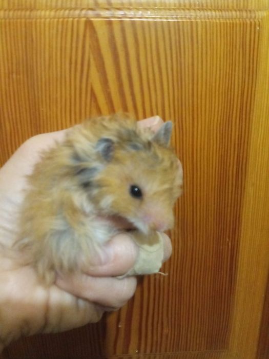 хомяк королевский домашний добрый