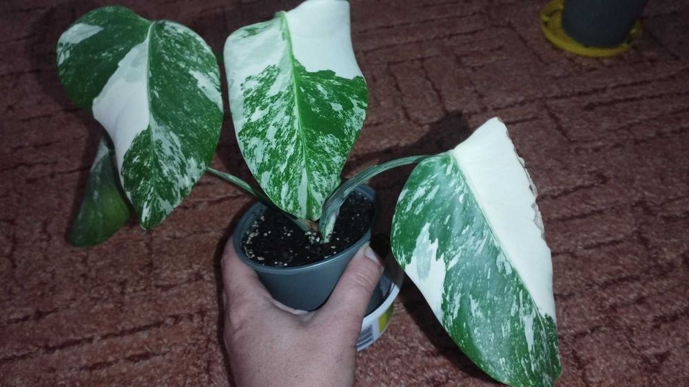 Монстера Варієгата Альба