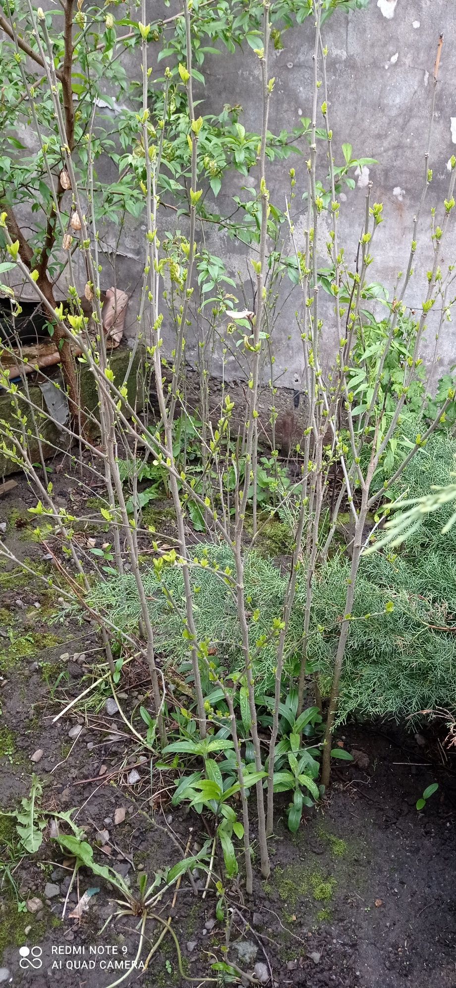 Ketmia hibiskus ogrodowy