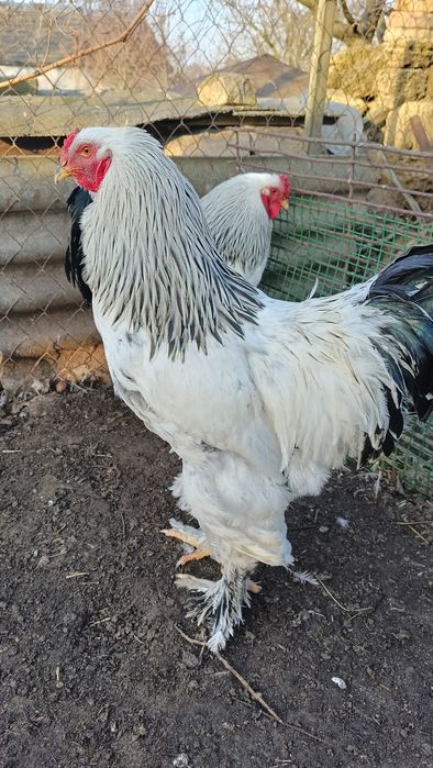 Продам півнів брами