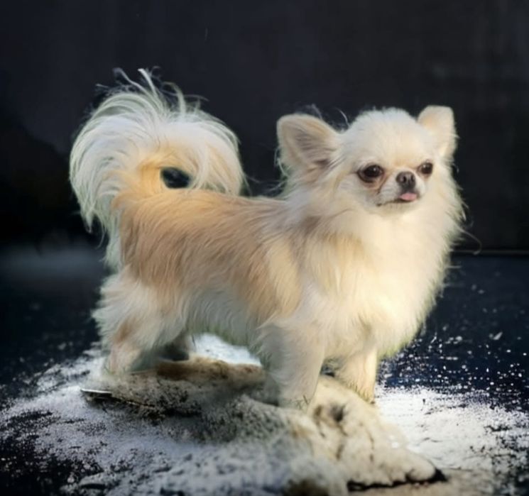 Chihuahua  reproduktor Krycie