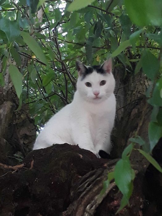 Oddam koty do adopcji