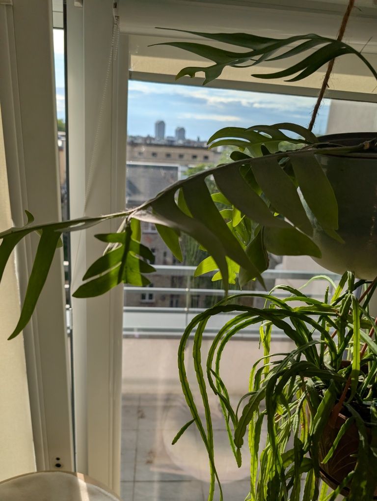 Epiphyllum chrysocardium
