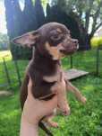 Chihuahua czekoladowy chłopczyk***