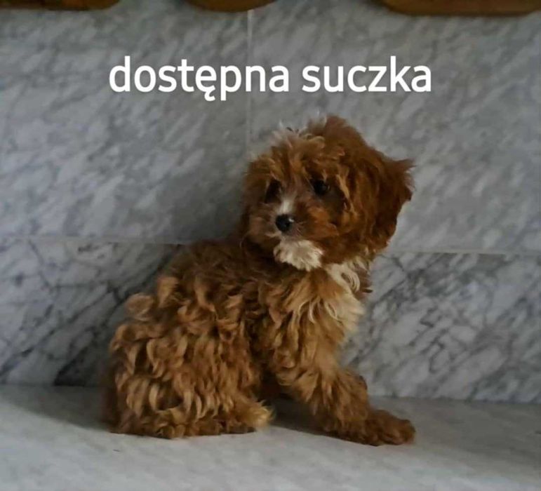 aktualne!  cavapoo f1 cavalier x pudel 14 tyg komplet szczepień